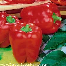 Bell peppers are a delicious and versatile vegetable that can be used in just about any dish. Sweet Pepper Barborka Red Early Variety Intended For Cultivation In Tunnels Garden Seeds Market Free Shipping