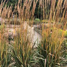 Image result for Sorghastrum