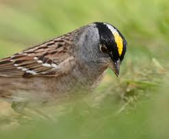This is not a comprehensive list, but hopefully it will help you identify the visitors to your yard and the customers at your feeders. Small Birds Of The Pacific Northwest The Bird Nerd