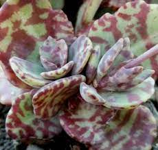 Pin On Kalanchoe