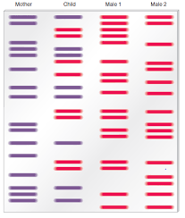 The dna fingerprinting technology first described in 1985 has now become a powerful tool for paternity and maternity testing. Solved Here Are Traditional Dna Fingerprints Of Five People A Ch Chegg Com