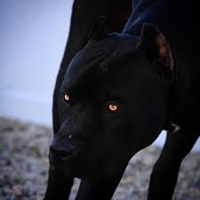 The King Beauty Beast Pitbull Pitbullpuppies Pitbull Terrier Black Pitbull Pitbulls