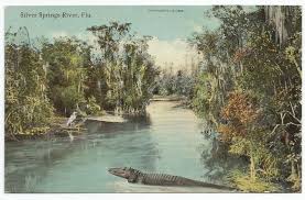 May 28, 2021 · vintage postcard florida exciting ski show cypress gardens unposted color #361. Florida Vintage Postcard From Silver Springs Paper Party Kids Craft Supplies Tools Deshpandefoundationindia Org