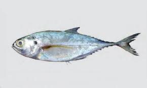 Image result for Cordyla