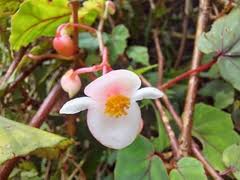 Image result for Virectaria major