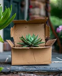 Image result for Raphionacme lanceolata