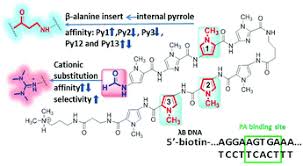Kevin koeller is on facebook. B Alanine And N Terminal Cationic Substituents Affect Polyamide Dna Binding Organic Biomolecular Chemistry Rsc Publishing