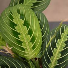 Image result for maranta