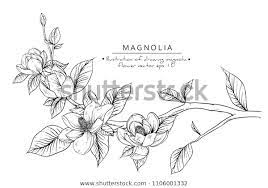 Sketch Floral Botany Collection Magnolia Flower Stock Vector Royalty Free 1106001332 Botanical Illustration Black And White Flower Drawing Magnolia Tattoo