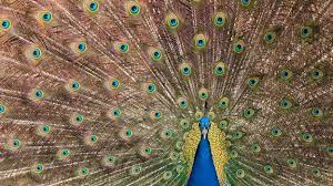 The green, or javanese, peacock (p. Bbc Earth Peacocks Tails Make Noises Too Low For Humans To Hear