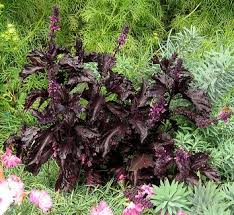 Image result for Ocimum labiatum