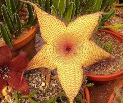 Cacto Estrela Stapelia Hirsuta E Cacto Estrela Do Mar Stapelia Gigantea