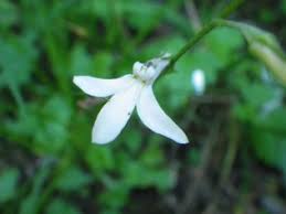 Image result for Lobelia pteropoda