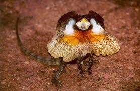 15 amazing animals that start with the letter e december 24, 2018 december 23, 2018 by muhammad aziz animals on planet earth enjoy a unique position on its ecological cycle and if not for them mankind would also not be able to survive. Fabulous Animals Whose Names Begin With The Letter F