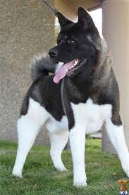 Black and white japanese akita. 350 Akita Ideas In 2021 Akita Akita Dog Akita Puppies