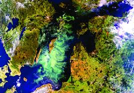 Orsaken till den algblomning vi oftast talar om är vanligtvis cyanobakterier (blågröna alger). Figur 9 Algblomning I Egentliga Ostersjon Delvis Orsakad Av Download Scientific Diagram