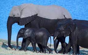 African elephants are elephants of the genus loxodonta. What A Wet Elephant Looks Like Pics