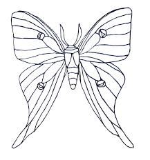 Select from 35870 printable coloring pages of cartoons, animals, nature, bible and many more. Moth Coloring Page Animals Town Animals Color Sheet Moth Printable Coloring Free Coloring Pages Luna Moth Hand Embroidery Art