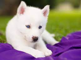 Huskies are known for their blue eyes and wolfish looks, this breed is most commonly associates for their pulling sled through siberian huskies are not only puppies with blue eyes, there are also many breeds of dogs having the blue eyes. All White Husky Puppy With Blue Eyes Petsidi