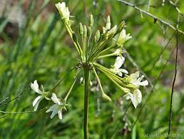 Image result for Pelargonium luridum