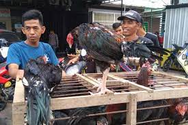 Cara beternak ayam kampung, panduan beternak ayam kampung, bisnis ayam kampung, usaha ayam kampung, modal beternak ayam kampung, sistem kandang ayam kampung, tips beternak. Harga Ayam Kampung Di Makassar Melonjak Menjelang Lebaran 2019 Ekonomi Bisnis Com