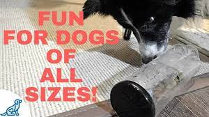 Brain Games For Dogs Diy Youtube