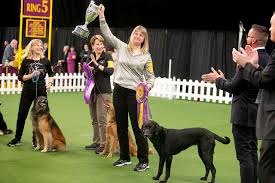 — westminster dog show (@wkcdogs) february 12, 2020. Westminster 2020 N J Dog Wins Obedience For 5th Time Retires Trophy Just Call Us The Alpha State Nj Com