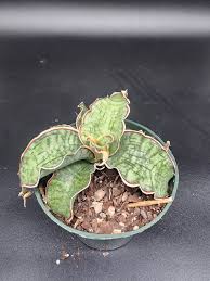 Image result for Sansevieria kirkii