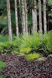 Martinique Jardin De Balata Hemigraphis Colorata And Palms Tropical Garden Planting Flowers Garden Theme