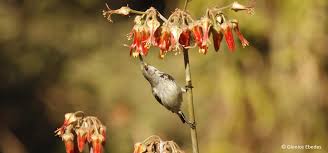 Image result for Cotyledon barbeyi