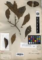 Image result for Terminalia macroptera