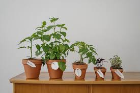 There are hundreds of common wild and cultivated plants with petals and buds which are edible. Seven Edible Plants You Can Grow In Your Apartment