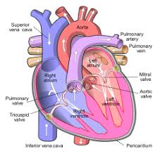High quality free printable pdf coloring, drawing, painting pages and books. Circulatory System Wikipedia