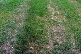 Does my lawn need aerating? What To Do About Compacted Soil Msu Extension