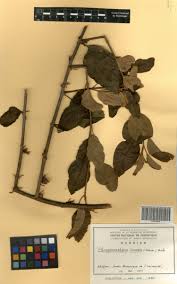 Image result for Phragmanthera capitata