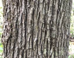 Image result for Marquesia acuminata