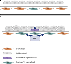 R+co wall street strong hold gel. Frontiers Back To The Future From Appendage Development Toward Future Human Hair Follicle Neogenesis Cell And Developmental Biology