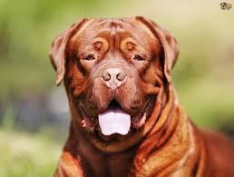 Get it checked, ruled out or confirmed. Testicular Cancer In Male Dogs Pets4homes