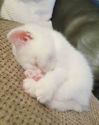 Black And White Kittens For Sale Essex Cats And Kittens For Sale Essex Cats And Kittens Word Jumble Cute Baby Animals Kittens Cutest