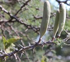 Image result for Acacia hebeclada