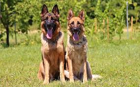 It is also worth noting that the closer this dog is to being a purebred, the more expensive it gets. German Shepherd Price How Much Is This Popular Breed