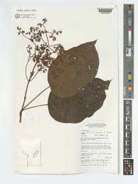 Image result for Ehretia cymosa