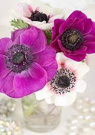 Brabourne Farm Love Anemone Love Flowers Anemone Flower Anemone