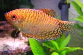 Blue Gourami Fact Sheet Agua Dulce Betta Acuarios