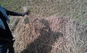It's located at kampong raja, padang matsirat. Rice Straw Disposal In Nobewam A Left To Decompose B Burnt Download Scientific Diagram