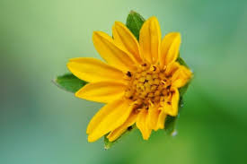 Sunflower Wild Flower Close Up Yellow Garden Wallpaper Yellowflowerswallpaperiphone Purple Flowers Wallpaper Wild Flowers Flowers