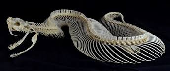 Maybe you would like to learn more about one of these? Intercostal Muscles Definition And Function Biology Dictionary