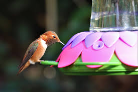 Plain white table sugar and tap water are perfectly acceptable, and when mixed in a 4:1 water to sugar ratio, very closely approximate the natural sucrose … Homemade Hummingbird Nectar Recipe Natureswaybirds Com