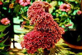 Cockscomb Pink Yellow Shadow Herbaceous Perennials Flowers Pink Yellow