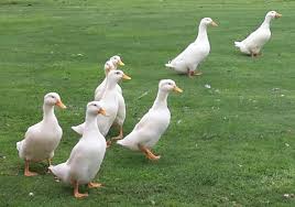 They are the easiest domestic ducks to process and prepare for meat production. Pekin Ducks For Sale Neighbourly Burbush Rotokauri Hamilton